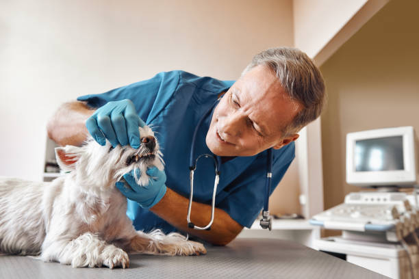 Best Emergency Treatment for Dental Infections or Abscesses in Savannah, TN